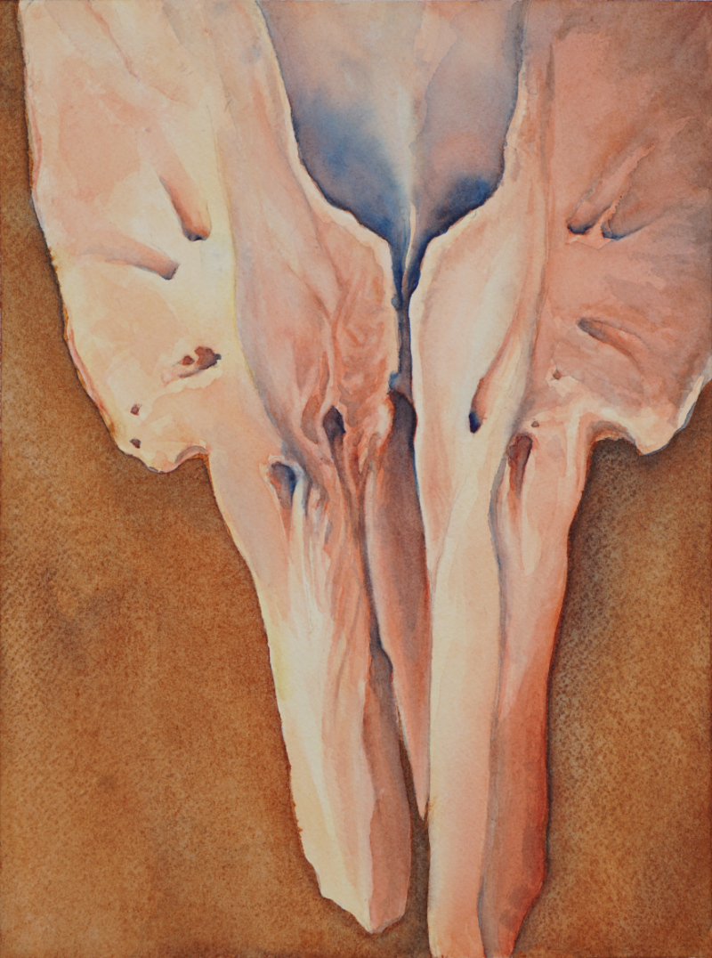 watercolor painting of a dolphin skull