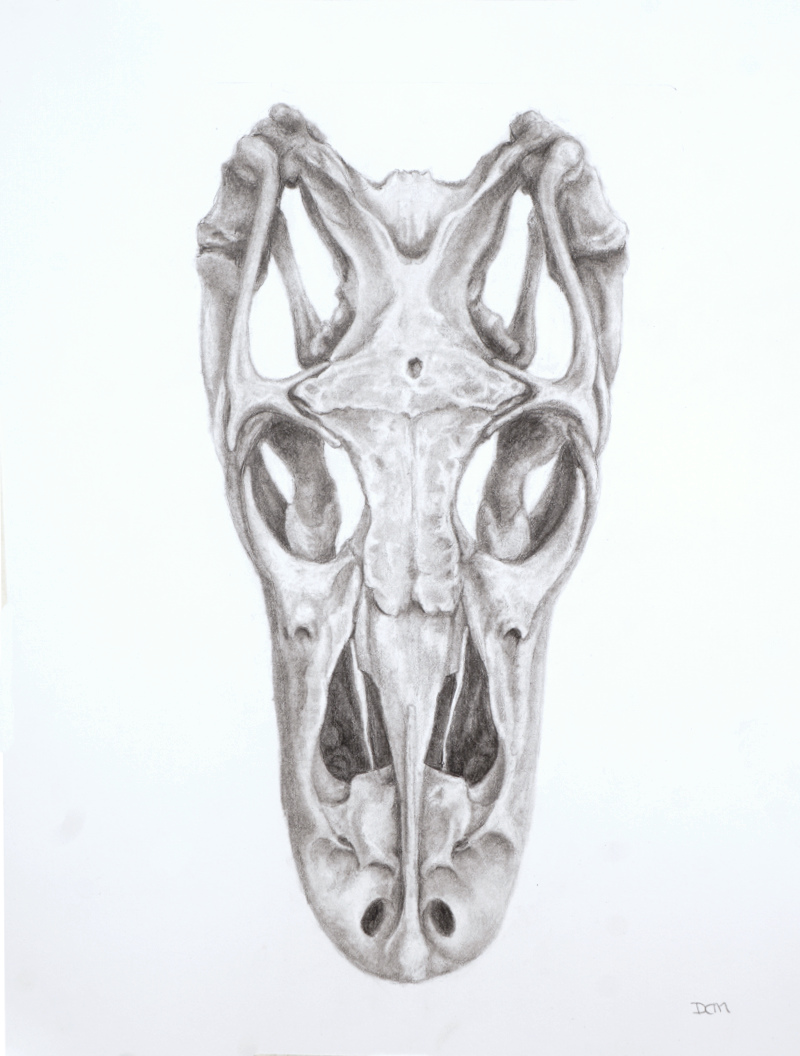 graphite drawing of a monitor lizard skull