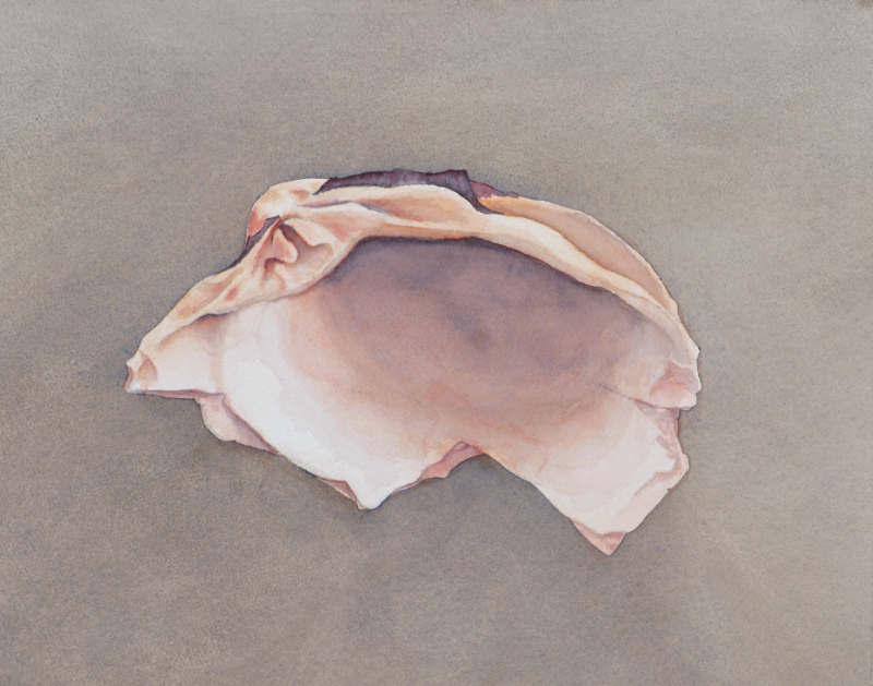 watercolor painting of an eroded clam