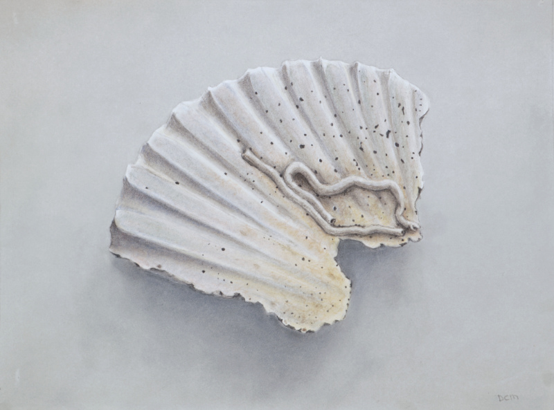 colored pencil drawing of an eroded clam
