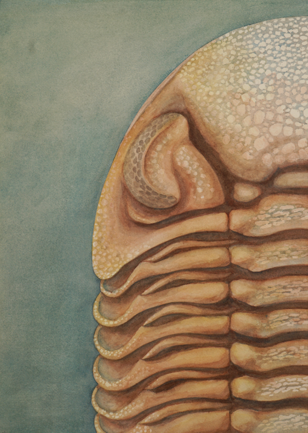 watercolor painting of a trilobite