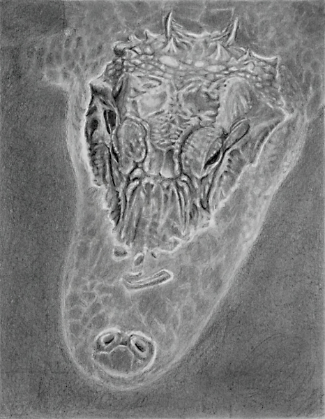 graphite drawing of an alligator